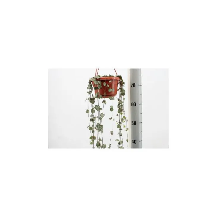 Ceropegia Woodii suspension Ø14xH40 cm