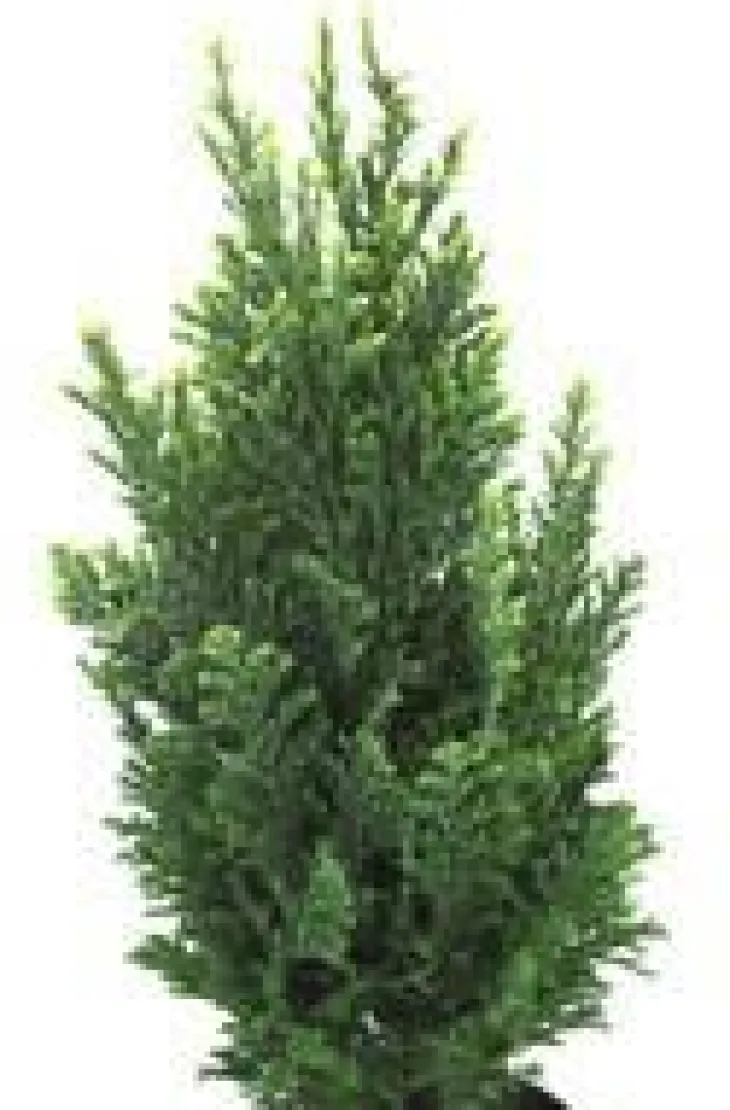 Chamaecyparis Law Elwoodii - Le pot de 10,5 cm