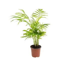 Chamaedorea Elegans ou Palmier nain pot Ø9 cm/ H25 cm
