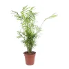 Chamaedorea Elegans ou Palmier nain pot Ø12 cm/ H55 cm