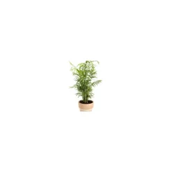 Chamaedorea ou Palmier nain pot Ø17 cm/ H60 cm