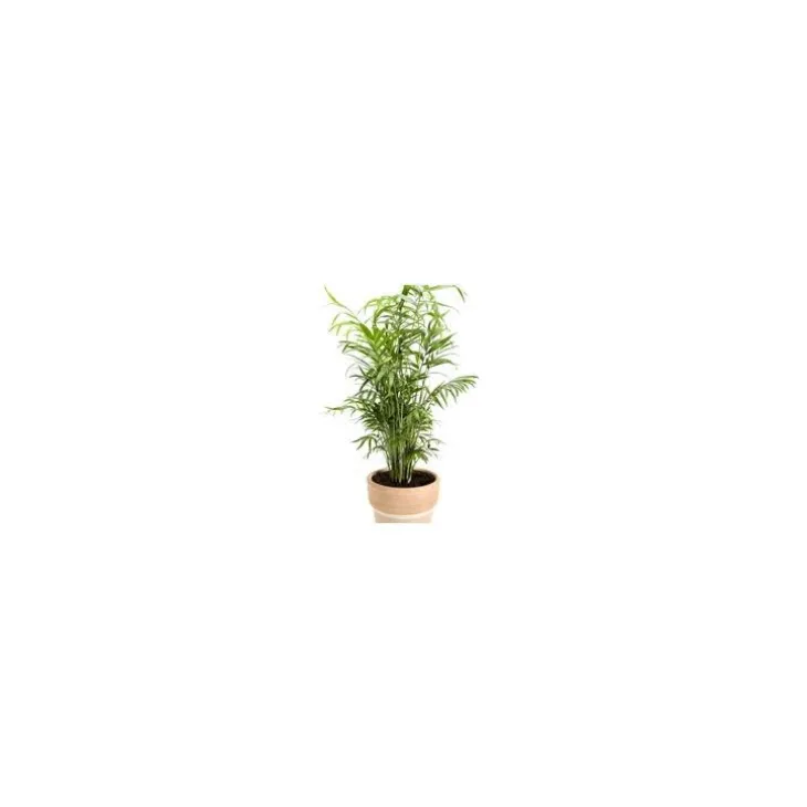 Chamaedorea ou Palmier nain pot Ø17 cm/ H60 cm