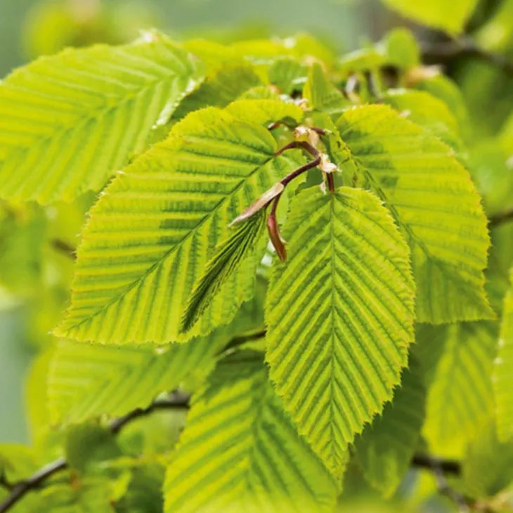 Charme commun (Charmille) vert. Le pot de 3 litres