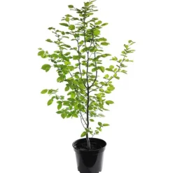 Charme commun (Charmille) vert. Le pot de 3 litres