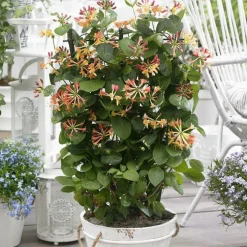 Chevrefeuille CELESTIAL ®. Le pot de 4 litres