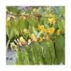 Chevrefeuille HENRYI COPPER BEAUTY®. Le pot de 3 litres