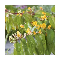 Chevrefeuille HENRYI COPPER BEAUTY®. Le pot de 3 litres