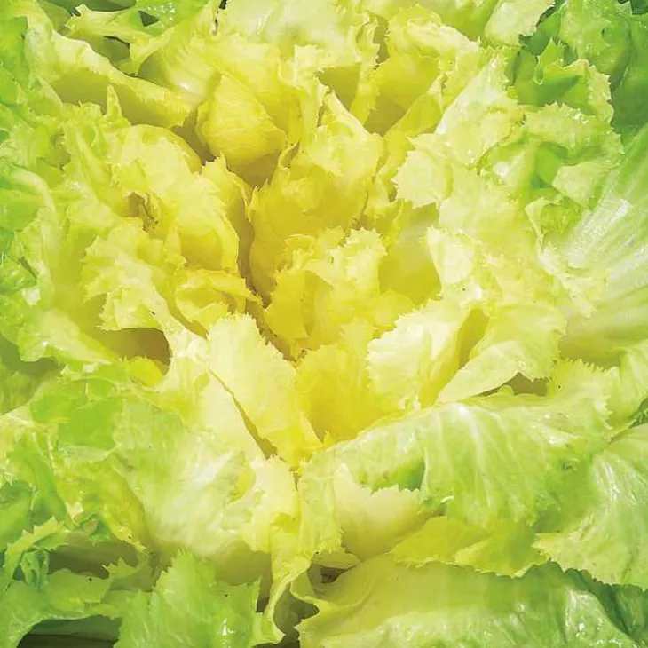 Chicoree Scarole Seance Bio. La barquette de 12 plants