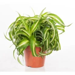 Chlorophytum