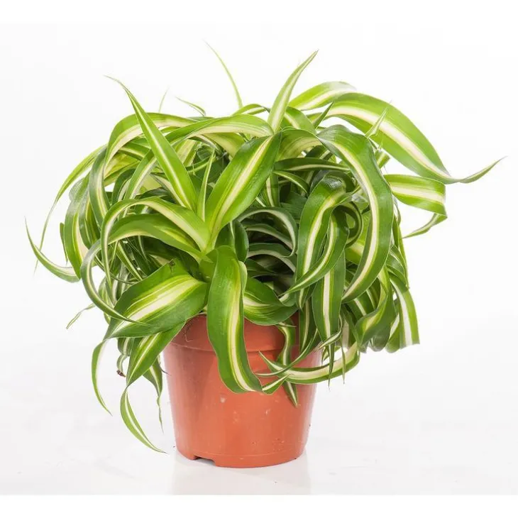 Chlorophytum
