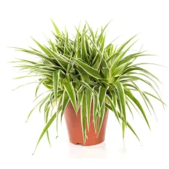 CHLOROPHYTUM OCEAN