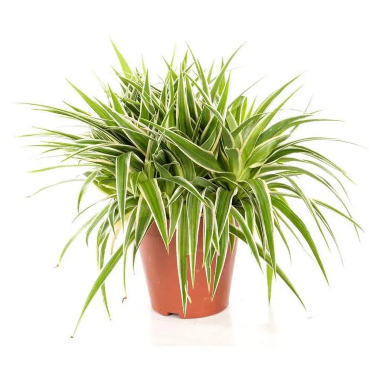 CHLOROPHYTUM OCEAN
