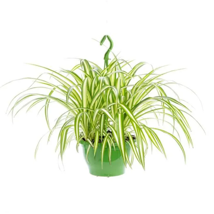 Chlorophytum suspension Ø20xH45 cm