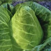 Chou Cabus Pointu Caraflex Bio. La barquette de 3 plants