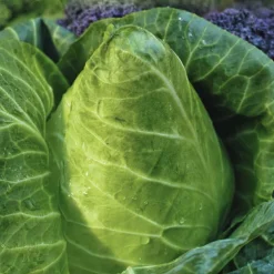 Chou Cabus Pointu Caraflex Bio. La barquette de 3 plants