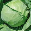 Chou Cabus Rond Castello Bio. La barquette de 3 plants