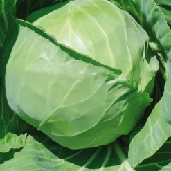 Chou Cabus Rond Marche De Copenhague Bio. La barquette de 3 plants