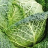 Chou De Milan Famosa Bio. La barquette de 3 plants