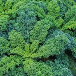 Chou Kale Halbhoher Bio. La barquette de 3 plants