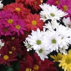 Chrysanthème multifleurs arlequin - La jardinière de 40 cm