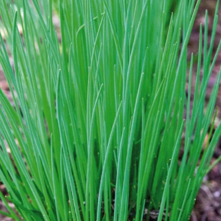 Ciboulette Bio. La motte de 4x4 cm