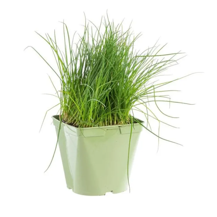Ciboulette Bio. Le pot de 2,5 litres