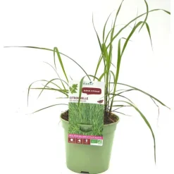 Citronnelle De Madagascar Semis Bio. Le pot de 1 litre