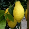 Citronnier. Le pot de 5 litres
