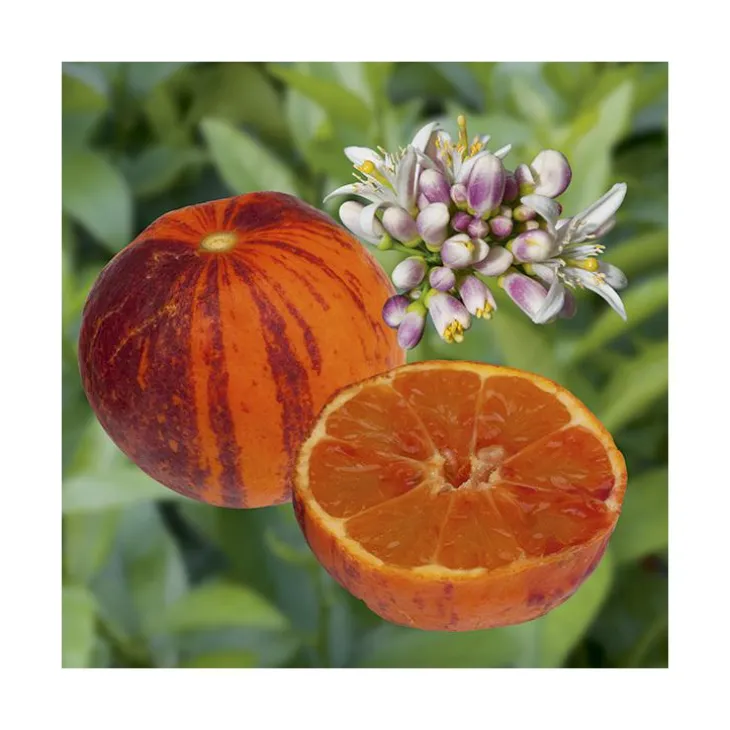 Citronnier Orangine® Bio. Le pot de 6 litres