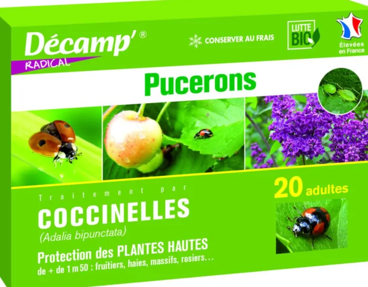 Coccinelles Adalia Bipunctata 20 adultes