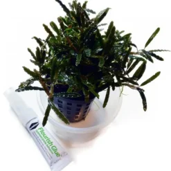 Colle à plantes double tube, rapide fixation, SEACHEM Flourish Glue - 2x4g