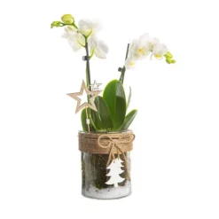 Composition avec phalaenopsis Ø 9 cm