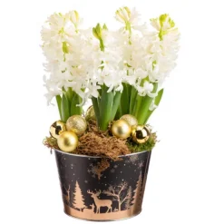 Composition de 5 jacinthes en coupe zinc décor sapin or