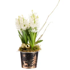 Composition de 3 jacinthes en pot zinc décor sapin or