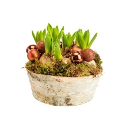 Composition de 5 jacinthes en coupe bouleau