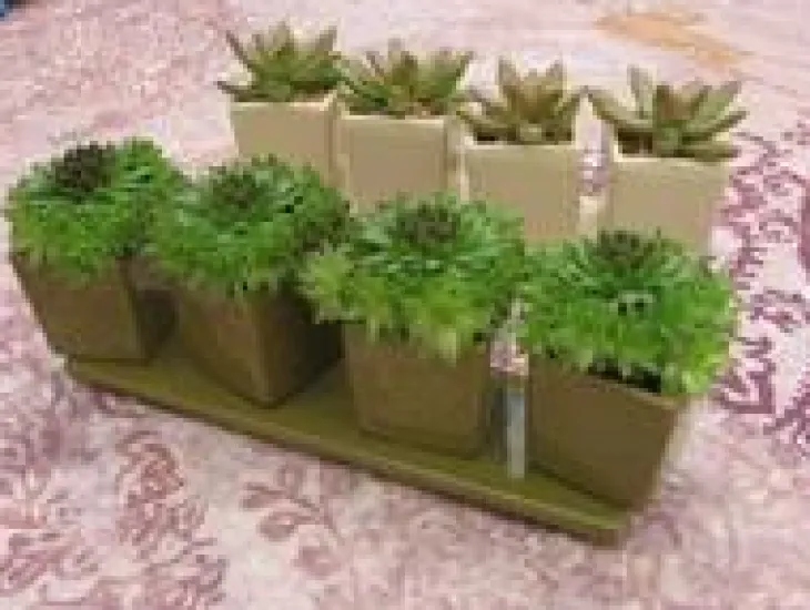 Composition de cactées