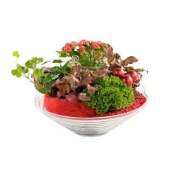 Composition de plantes vertes et fleuries. La coupe en verre