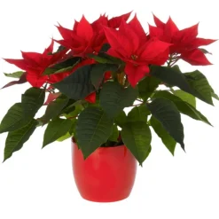Composition florale poinsettia - Ø 14 cm