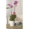 Composition orchidée
