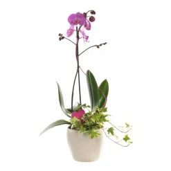 COMPOSITION PHALAENOPSIS