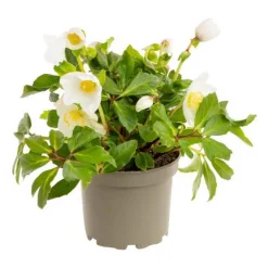 Composition plante hellebore coloris blanc - 1,5 L