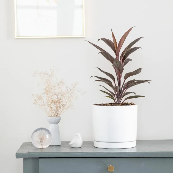 Cordyline rose en pot blanc émaillé botanic®. Le pot Ø 18 cm