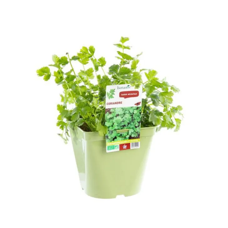 Coriandre Bio. Le pot de 2,5 litres