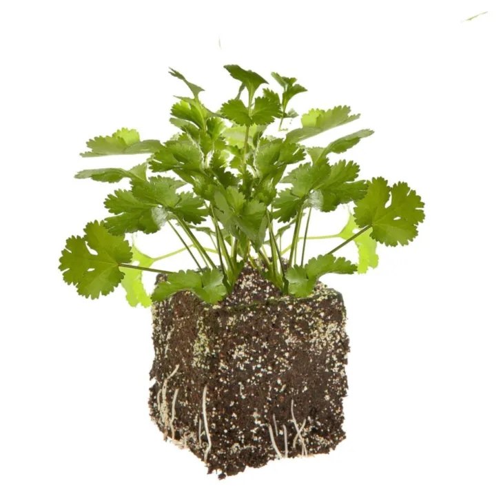 Coriandre Caribe Bio. La motte de 4x4 cm