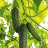 Cornichon Hokus Bio. La barquette de 3 plants