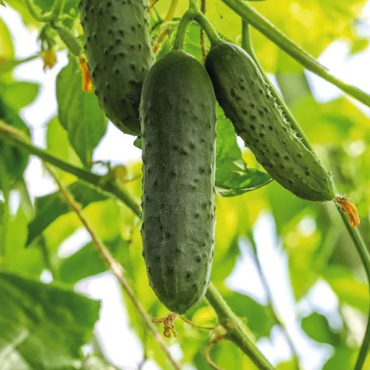 Cornichon Hokus Bio. La barquette de 3 plants