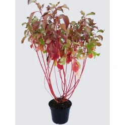 Cornouiller - pot 5 L