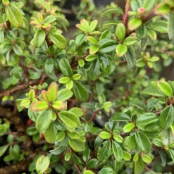 Cotonéaster Dammeri Coral Beauty vert. Le pot de 1 litre
