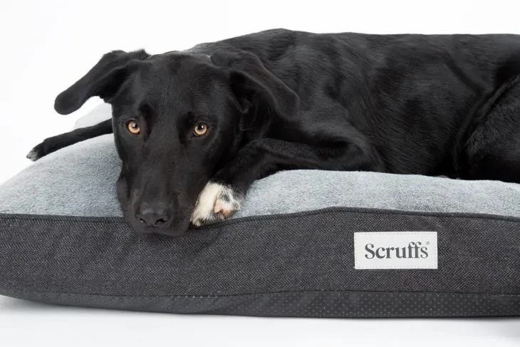 Couchage orthopédique pour chien coloris gris Scruffs Harvard - Taille L 100 x 70 x 12 cm