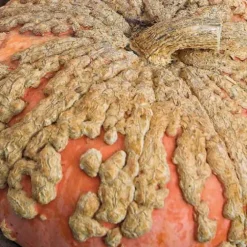 Courge Galeuse D'Eysines Bio. Le pot de 10,5 cm